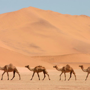 Excursión a camello para descubrir el Sahara