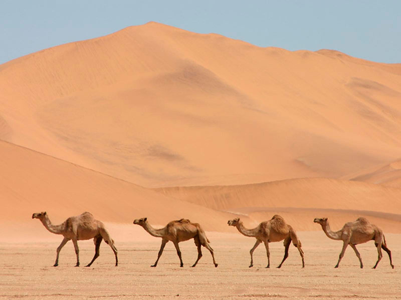 Excursió a camell per descobrir el Sàhara